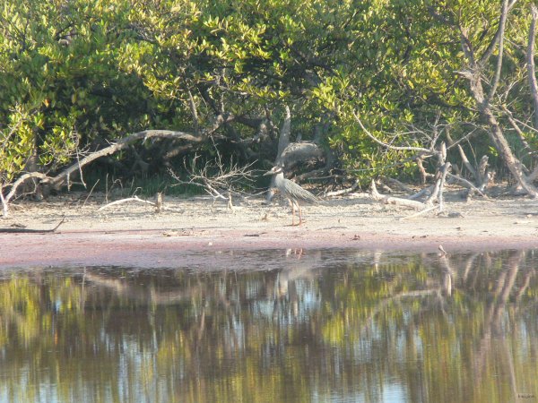 30- Yellow-crowned night-heron dans la lagune 